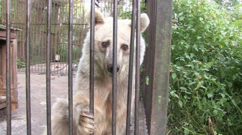 This bear has been waiting for rescue for 30 years