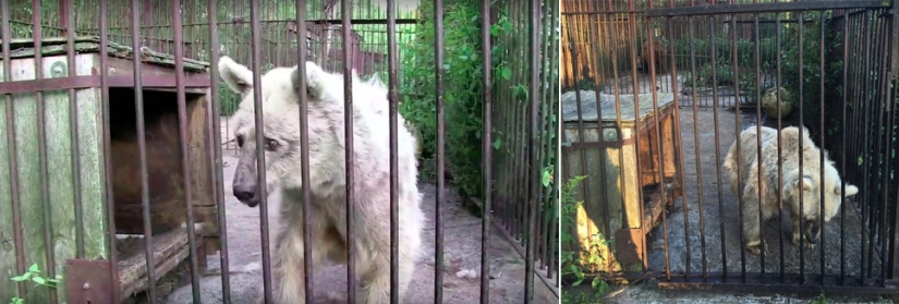 This bear has been waiting for rescue for 30 years