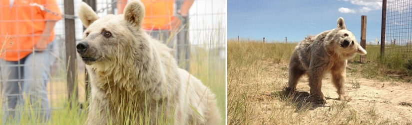 This bear has been waiting for rescue for 30 years