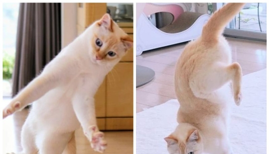 This cat from Japan dances much cooler than you, and here are 25 proofs