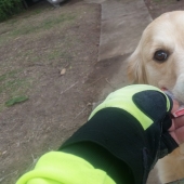 This dog got upset not receiving mail, and the postman started writing letters to her