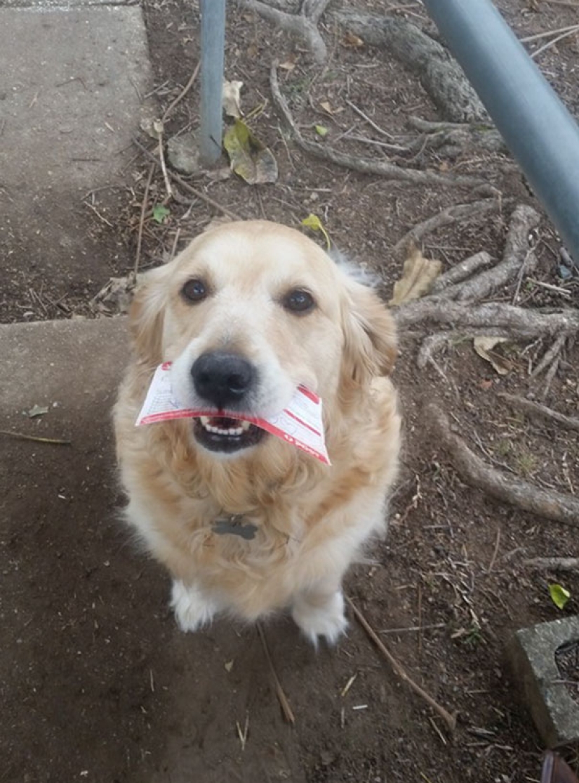 This dog got upset not receiving mail, and the postman started writing letters to her