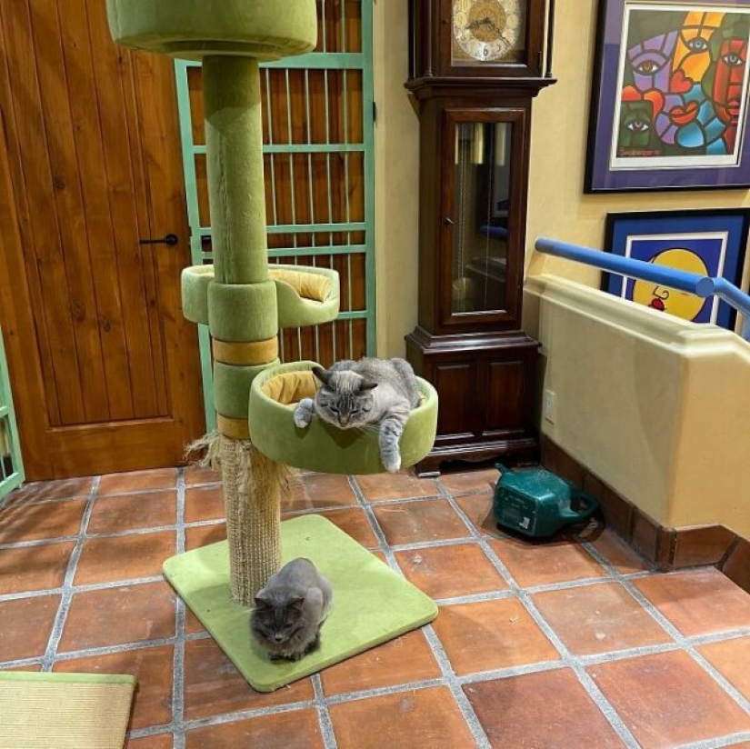 This man designed the perfect home for his cats