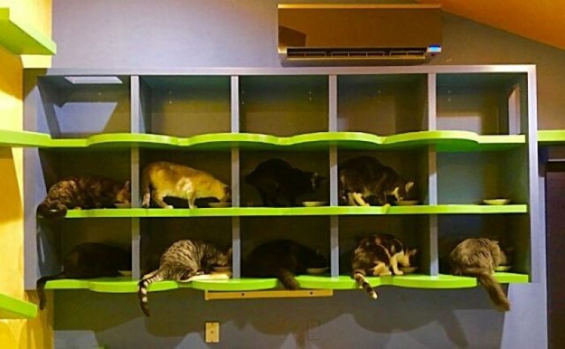 This man designed the perfect home for his cats