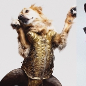 This retriever has earned an Oscar: a pet that exactly repeats the stage images of Madonna