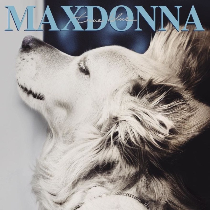 This retriever has earned an Oscar: a pet that exactly repeats the stage images of Madonna