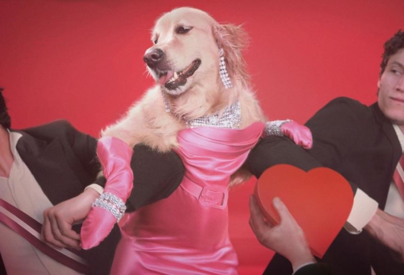 This retriever has earned an Oscar: a pet that exactly repeats the stage images of Madonna