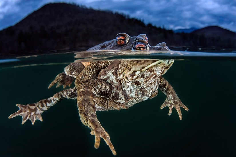 This wonderful underwater world: the best pictures from the Ocean Art Underwater photography contest 2019