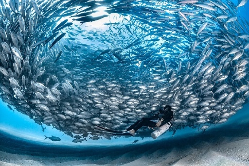 This wonderful underwater world: the best pictures from the Ocean Art Underwater photography contest 2019