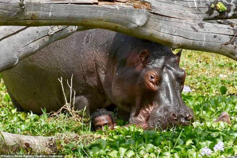 Thriller en África: una lucha mortal con un hipopótamo hambriento