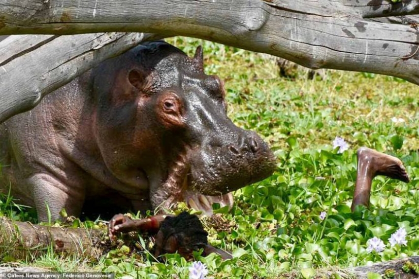 Thriller en África: una lucha mortal con un hipopótamo hambriento