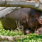Thriller in African: a deadly fight with a hungry hippopotamus
