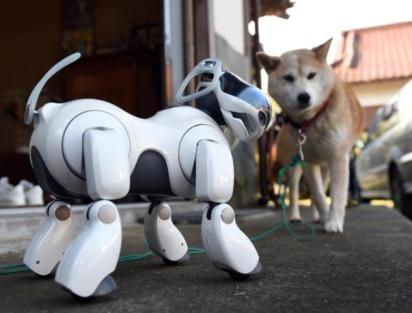 Tienen alma: los servicios conmemorativos para perros robot se celebran en templos japoneses