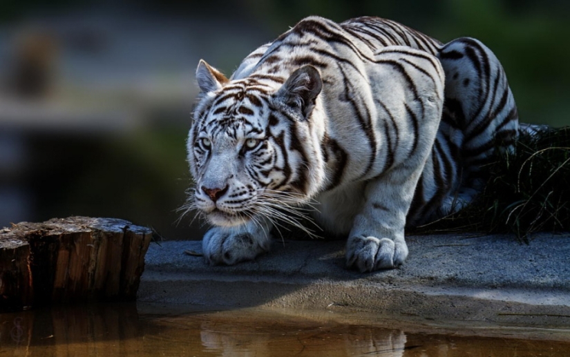 Tigers and their wild animal magnetism