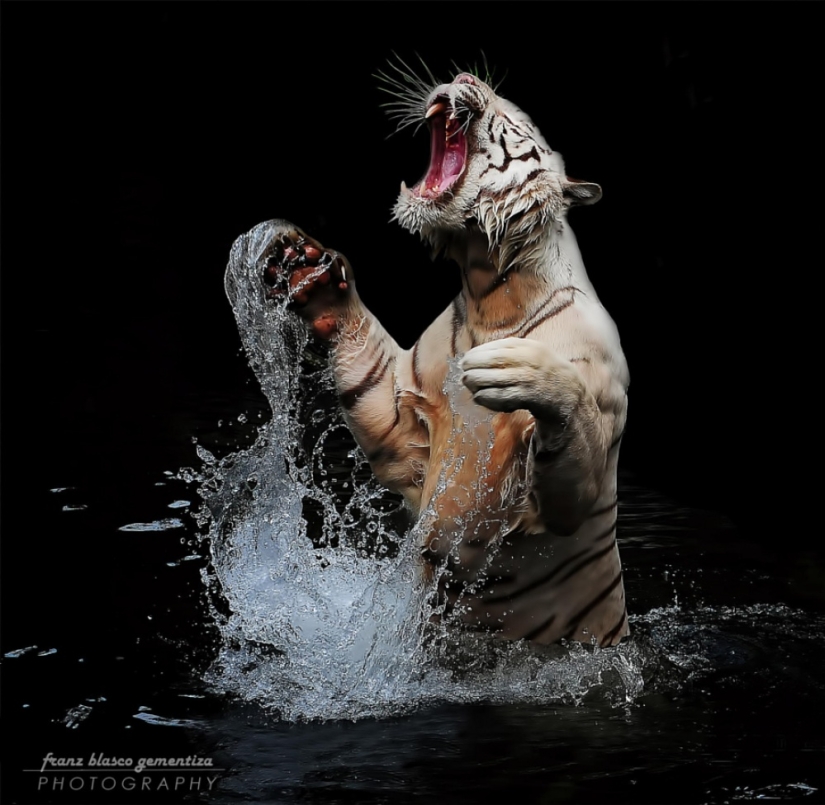 Tigers and their wild animal magnetism