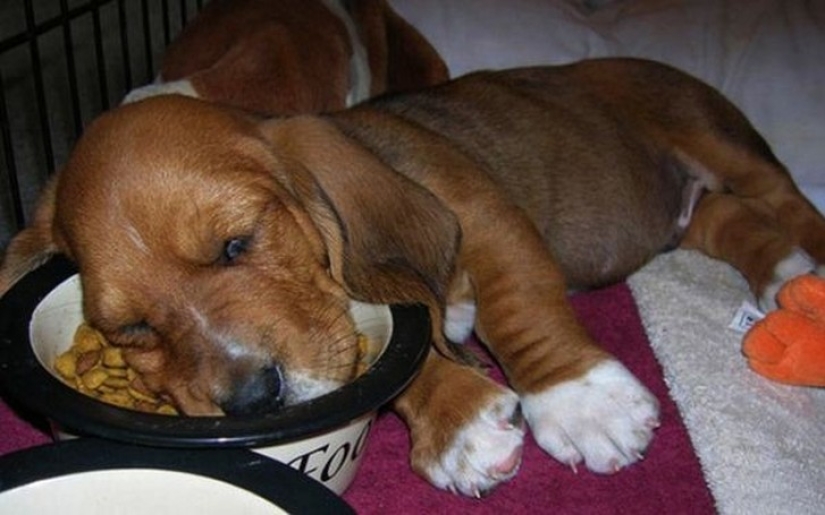 Tired sleeping puppies, sleeping in a bowl