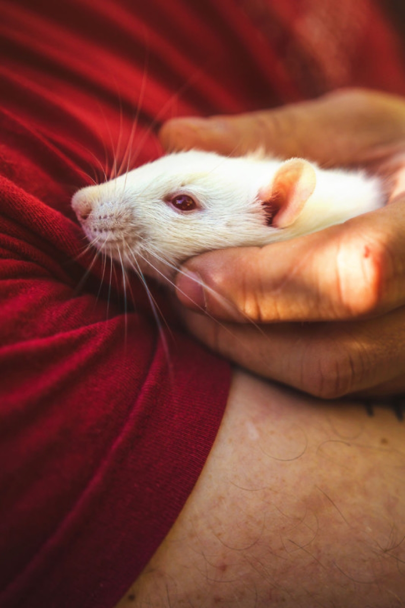 Toda la paleta de emociones en los rostros: las ratas de laboratorio fueron liberadas de las jaulas por primera vez