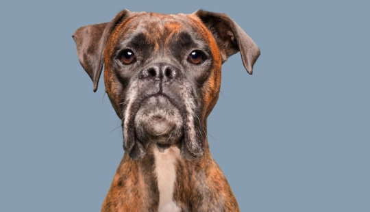 Todas las emociones en el hocico: un proyecto sobre perros, el único