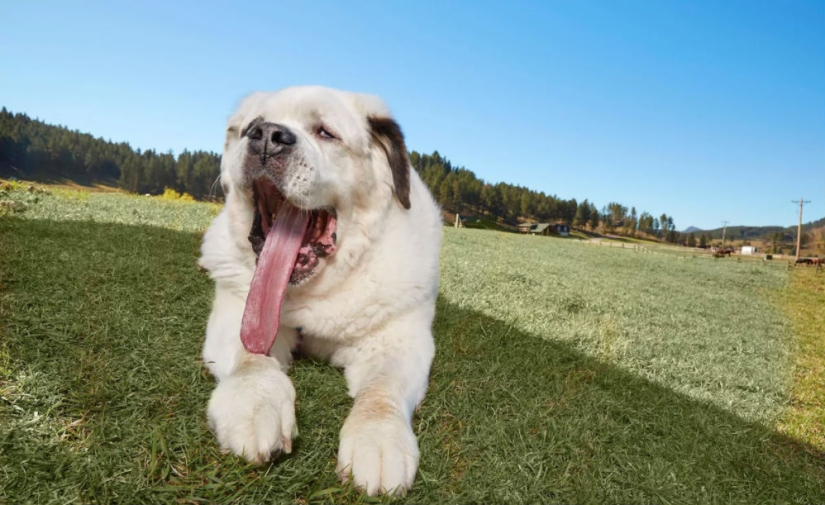 "Todas las golosinas son mías": el perro con la lengua más larga del mundo