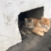 Todo para gatos: El Ministerio de Construcción de la Federación de Rusia prohibió tapiar sótanos
