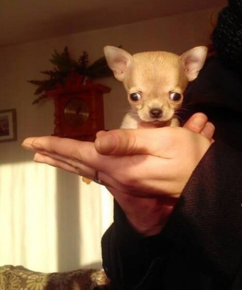 ¿Toody es el perro más pequeño del mundo?
