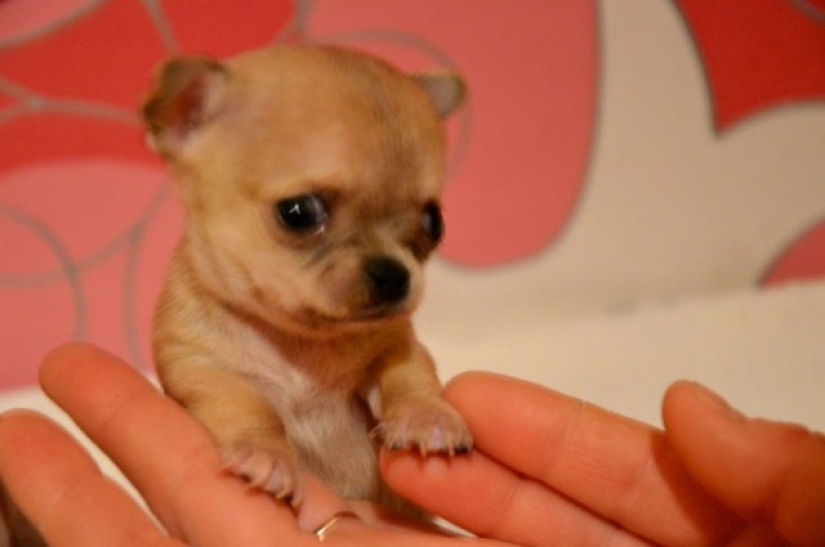 Toody is the smallest dog in the world?