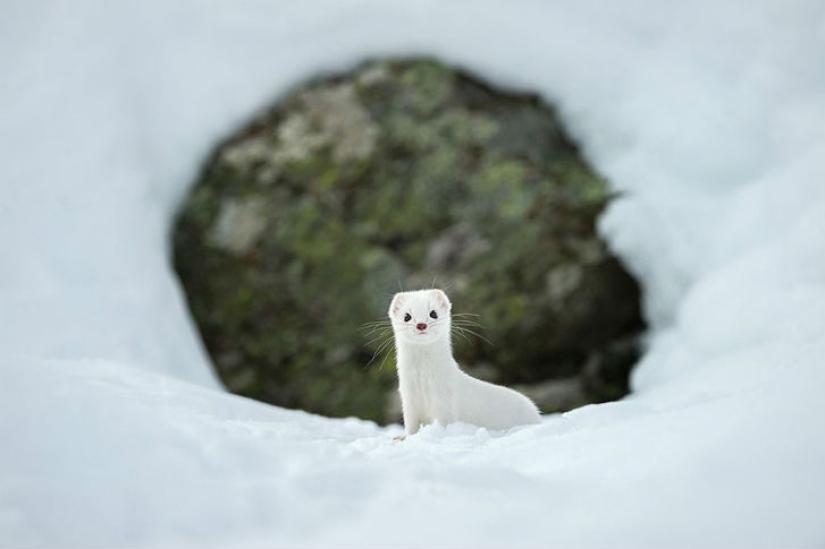 Top of the best National Geographic photos of 2015