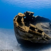 Tortuga fisicoculturista, espeluznante naufragio de la Marina de los EE. UU. y pez destrozado en Escocia: increíbles ganadores del premio al fotógrafo submarino del año 2022