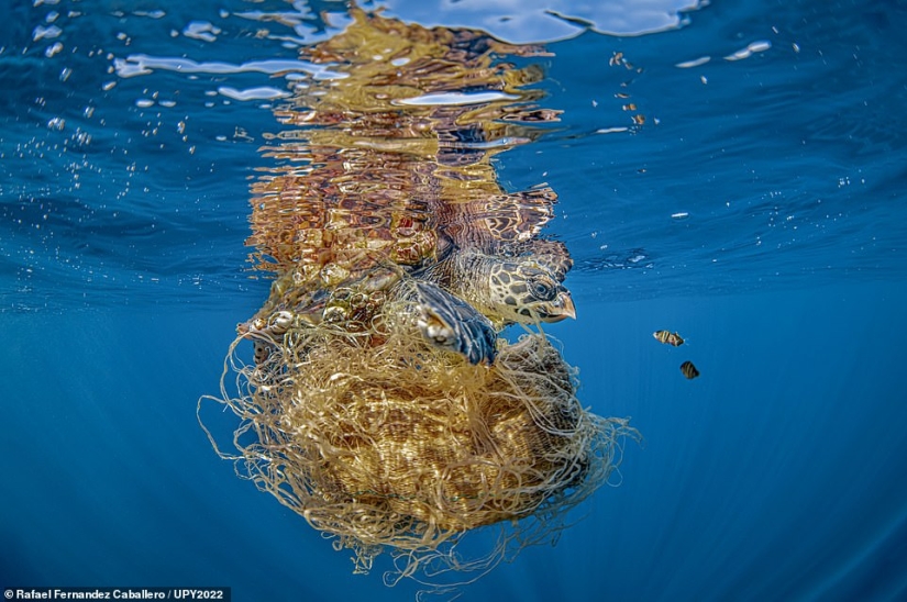 Tortuga fisicoculturista, espeluznante naufragio de la Marina de los EE. UU. y pez destrozado en Escocia: increíbles ganadores del premio al fotógrafo submarino del año 2022