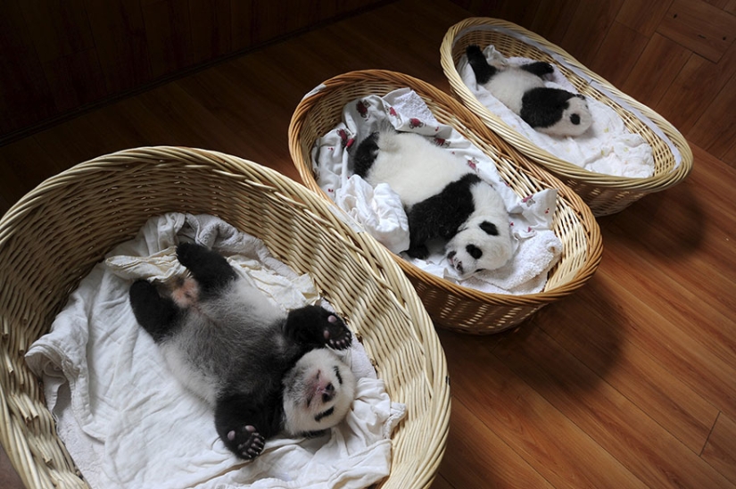 Touching sight: cute little panda bears in baskets