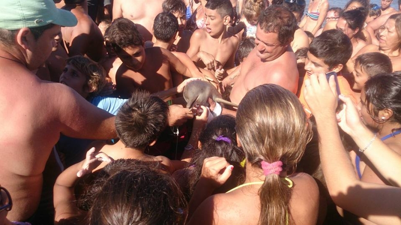 Tourists "populated" a baby dolphin to death