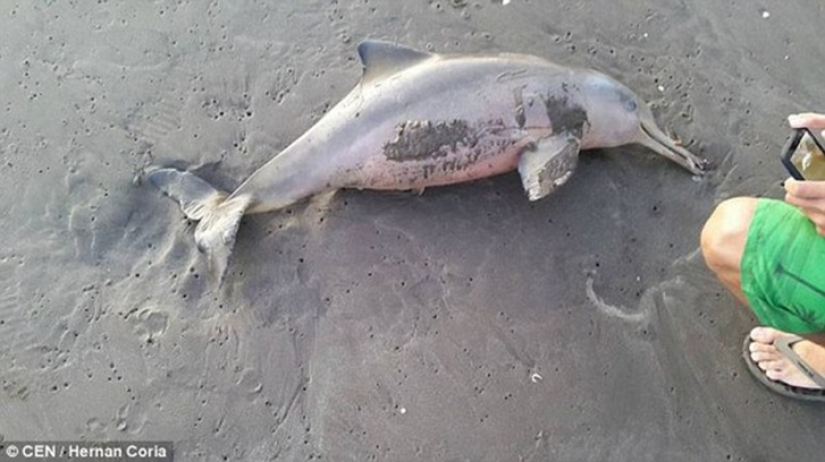 Tourists "populated" a baby dolphin to death