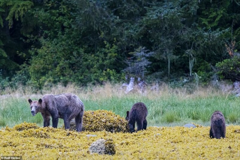 Triste vista: osos pardos flacos en Canadá deambulan en busca de comida