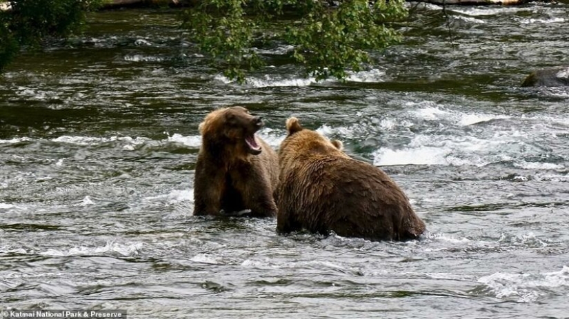 Triste vista: osos pardos flacos en Canadá deambulan en busca de comida