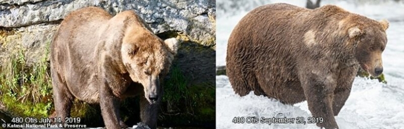 Triste vista: osos pardos flacos en Canadá deambulan en busca de comida