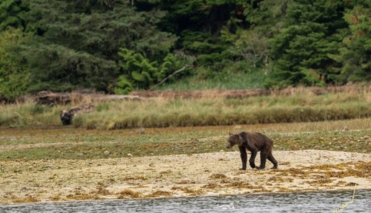 Triste vista: osos pardos flacos en Canadá deambulan en busca de comida