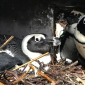 Trío de amor emplumado: en Alemania, los pingüinos lesbianas han adoptado a un solo macho en la familia y están esperando polluelos
