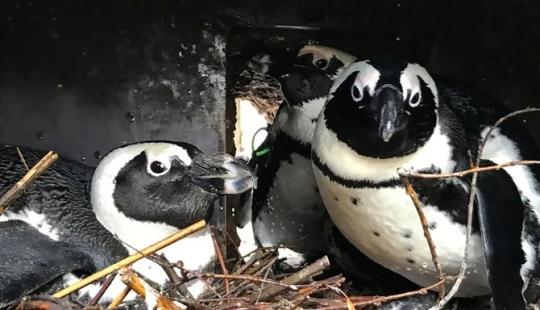 Trío de amor emplumado: en Alemania, los pingüinos lesbianas han adoptado a un solo macho en la familia y están esperando polluelos