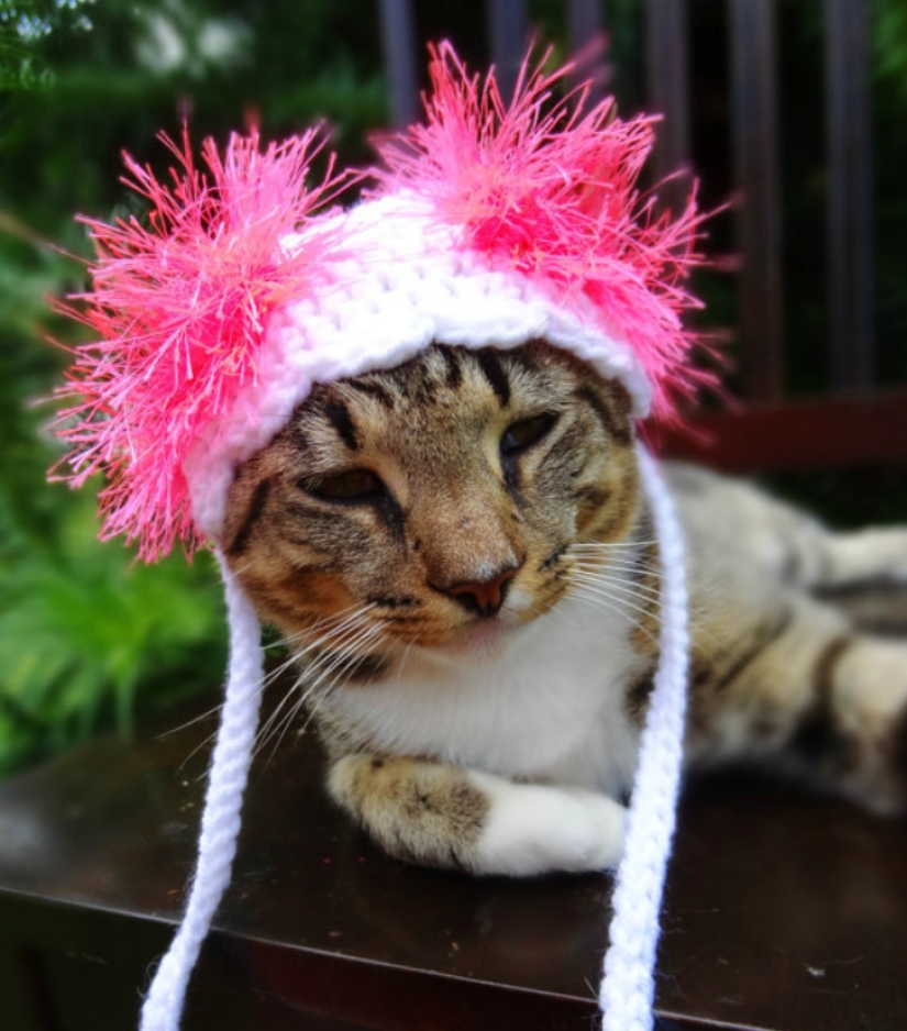 ¡Tu gato necesita un sombrero así!