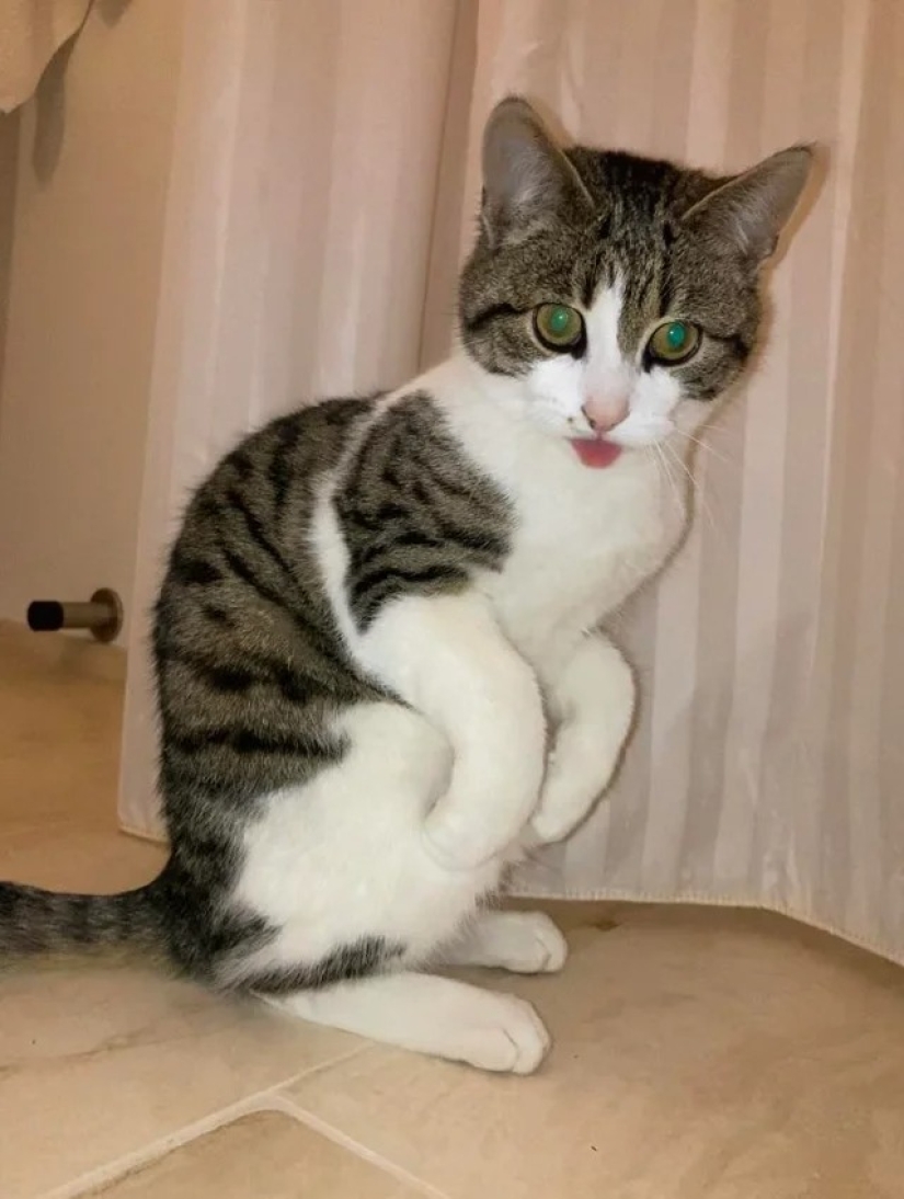 "Tu gato se rompió": 22 fotos de gatos con las que claramente hay algo mal