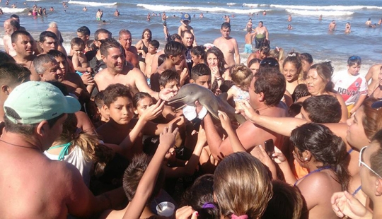 Turistas "matan" a un delfín bebé