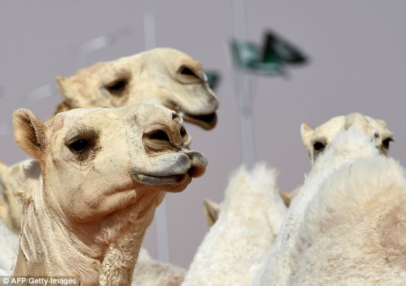 Twelve camels disqualified from beauty pageant due to botox