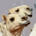 Twelve camels disqualified from beauty pageant due to botox