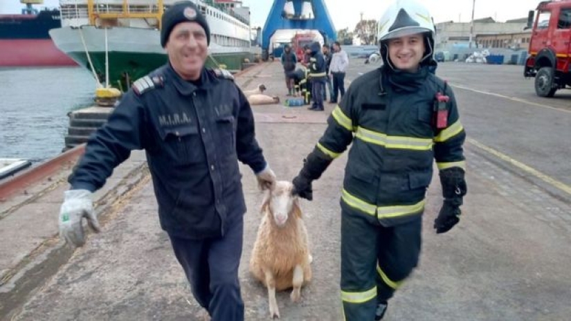 Un barco que transportaba 14 mil ovejas volcó en el Mar Negro