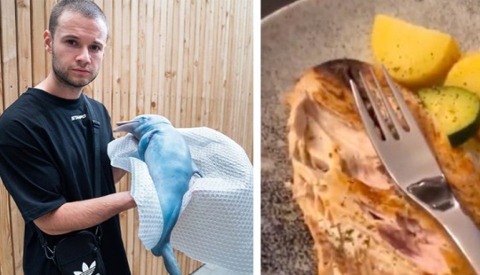 Un bloguero alemán mostró cómo se come a un delfín y se convirtió en objeto de odio. La broma tuvo que ser expuesta con urgencia
