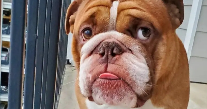 Un bulldog llamado Big Daddy, triste por la cuarentena, se ha convertido en un nuevo meme de la red
