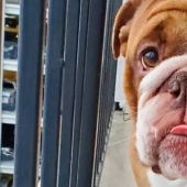 Un bulldog llamado Big Daddy, triste por la cuarentena, se ha convertido en un nuevo meme de la red