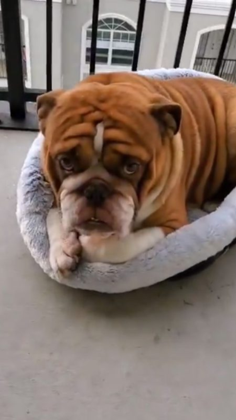 Un bulldog llamado Big Daddy, triste por la cuarentena, se ha convertido en un nuevo meme de la red