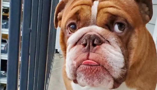 Un bulldog llamado Big Daddy, triste por la cuarentena, se ha convertido en un nuevo meme de la red