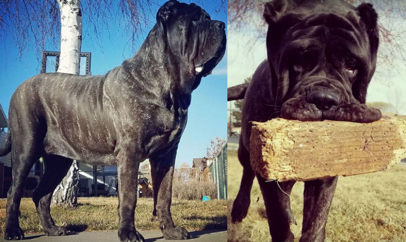 Un cachorro de 9 meses de una raza antigua pesa 80 kilogramos y golpea a un adulto con una cola